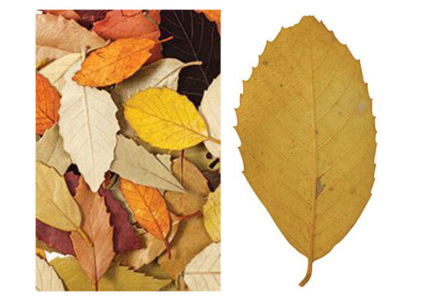 Natural Autumn Coloured Leaves Bag of 90