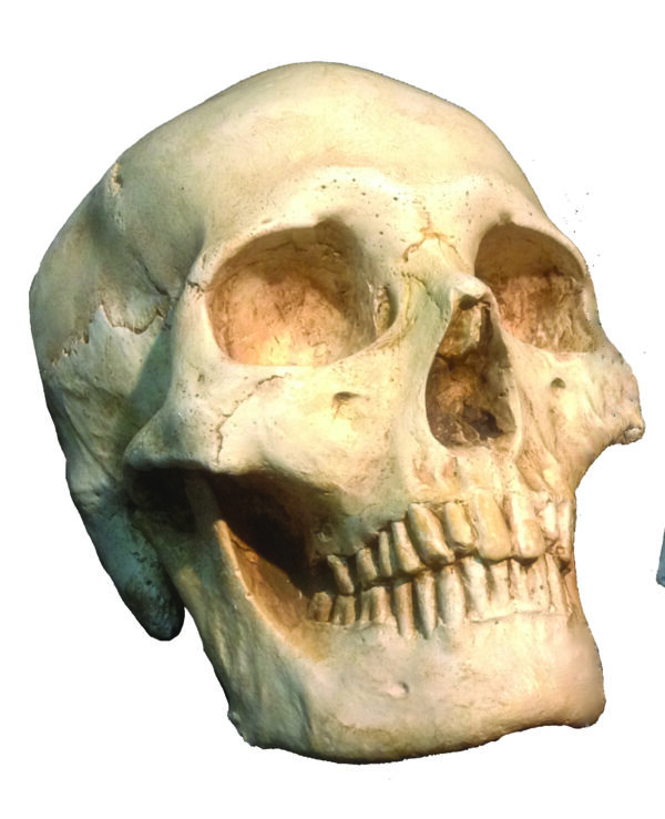 Skull Natural/Aged Colour