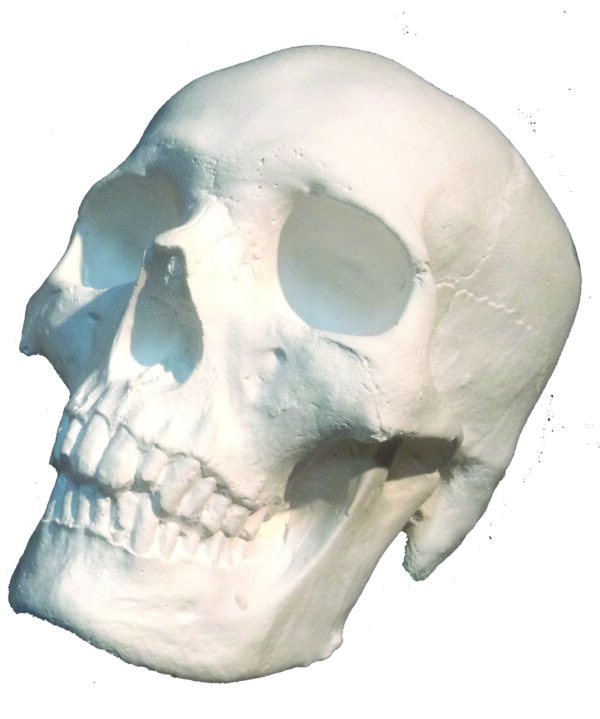Skull White Colour